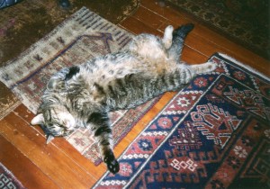 Our cat Tweed waiting for us to decide what's next.